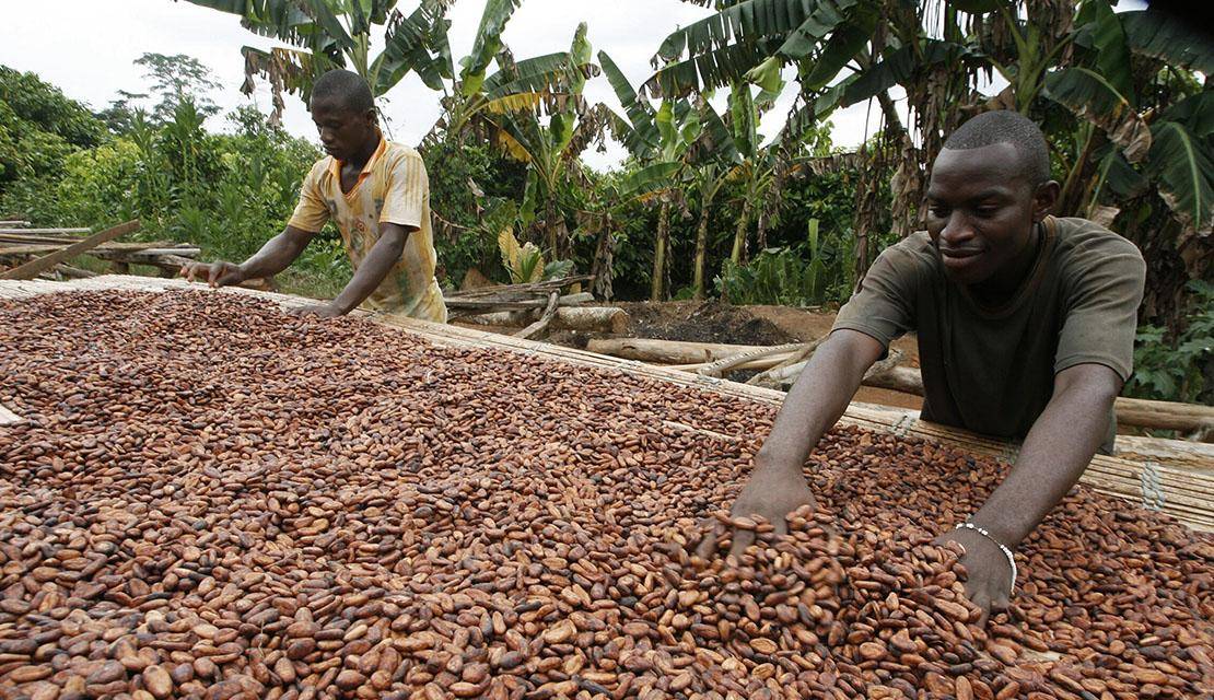 Blending the finest West-African cocoa beans