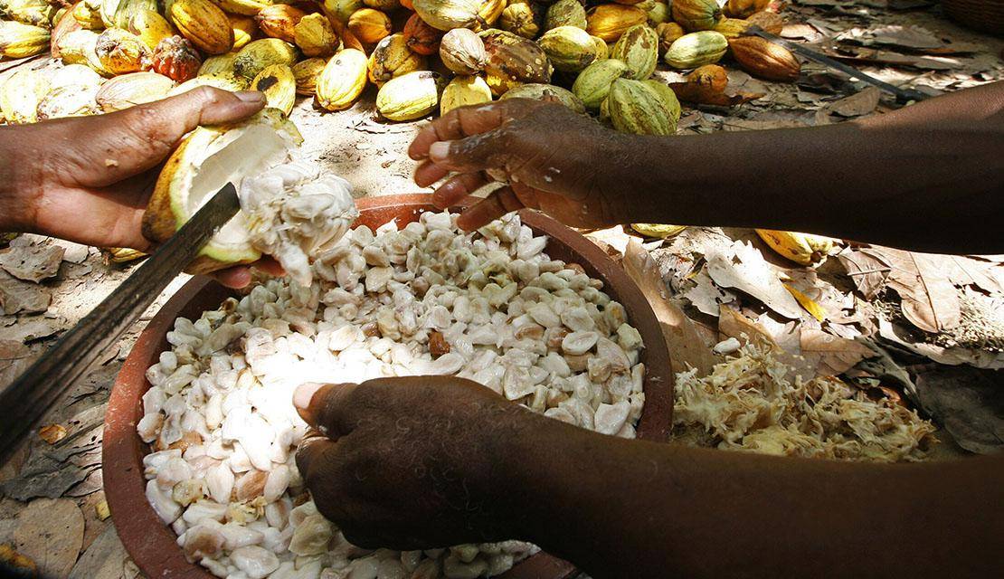 Blending the finest West-African cocoa beans
