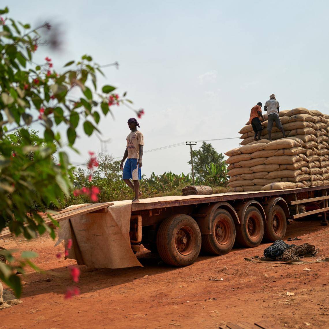 Cocoa farming