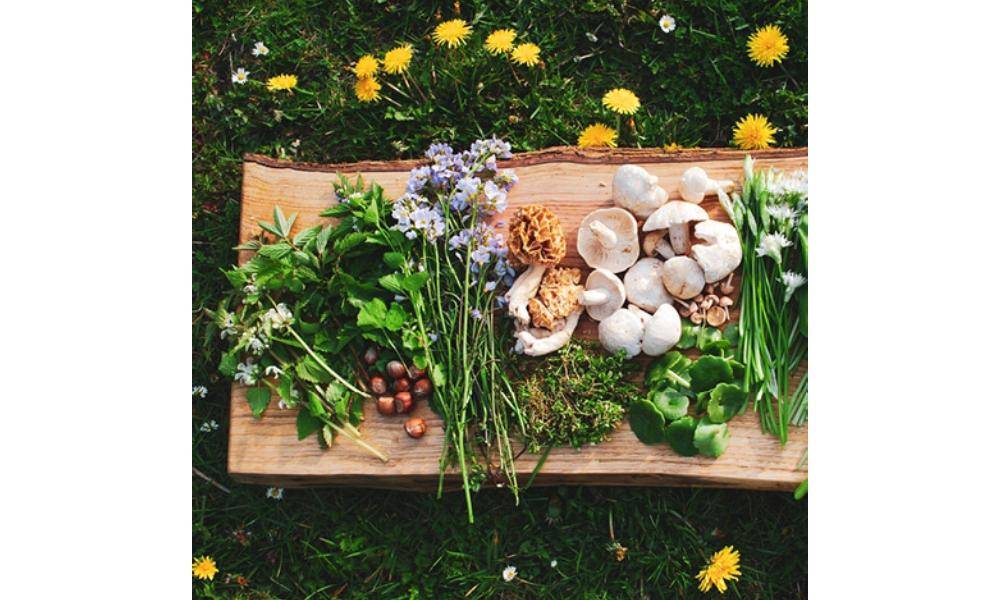 food collected from foraging
