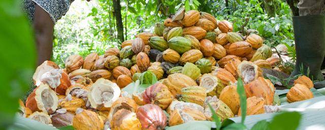 cacao fruits piled up