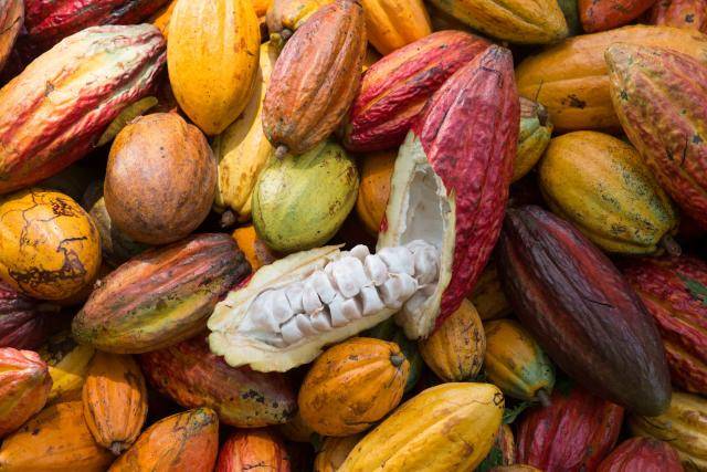 Forever Chocolate Progress Report 2024-25 - Barry Callebaut